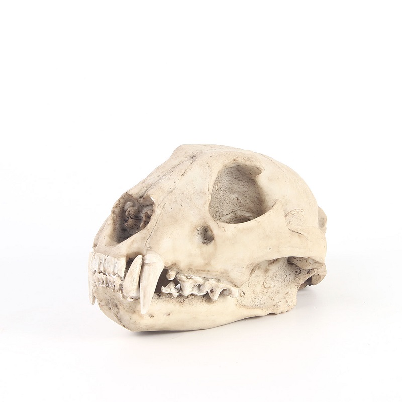 Luipaard Schedel Model Hars Am - Art And Craft Zoo Animals recensie en prijs