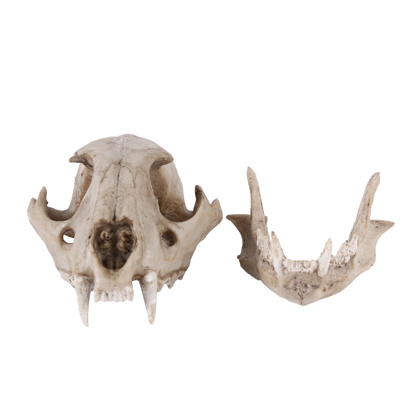 Luipaard Schedel Model Hars Am - Art And Craft Zoo Animals recensie en prijs