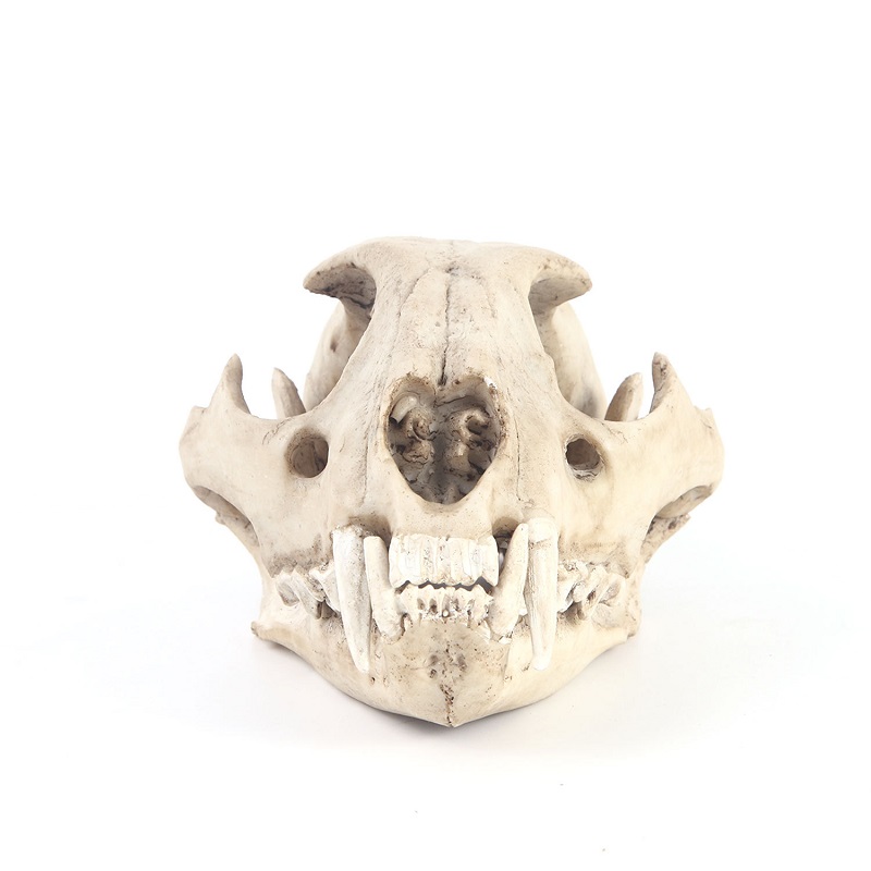 Luipaard Schedel Model Hars Am - Art And Craft Zoo Animals recensie en prijs